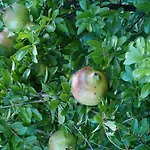 Poggio Fiorito カントリーハウス *
